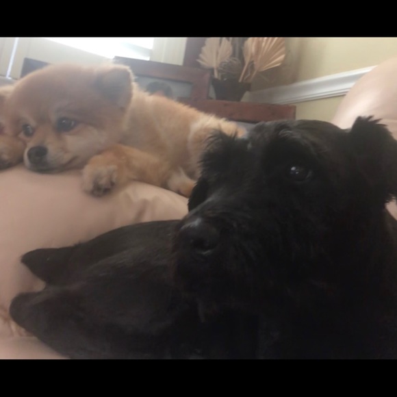 Meet your Posher, Laura - Picture 1 of 1